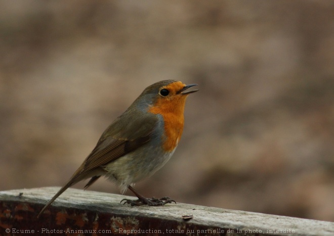 Photo de Rouge gorge