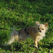 Photo de Chihuahua  poil long