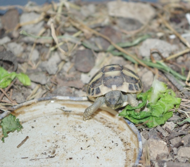 Photo de Tortue