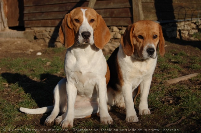 Photo de Beagle