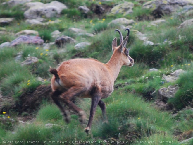 Photo de Chamois