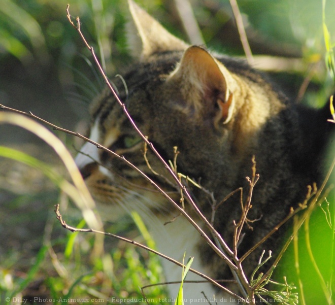 Photo de Chat domestique