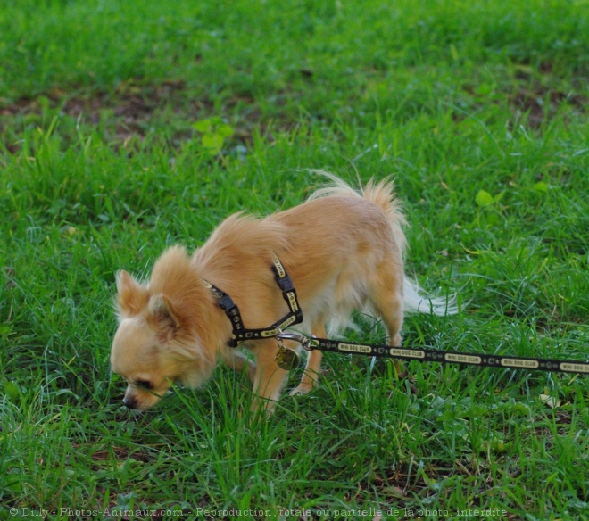 Photo de Chihuahua  poil long