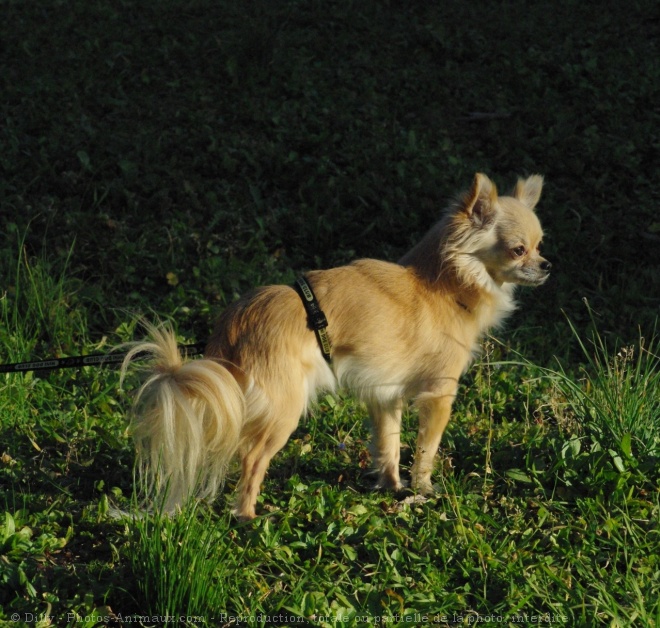 Photo de Chihuahua  poil long