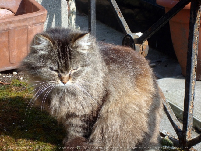 Photo de Chat domestique