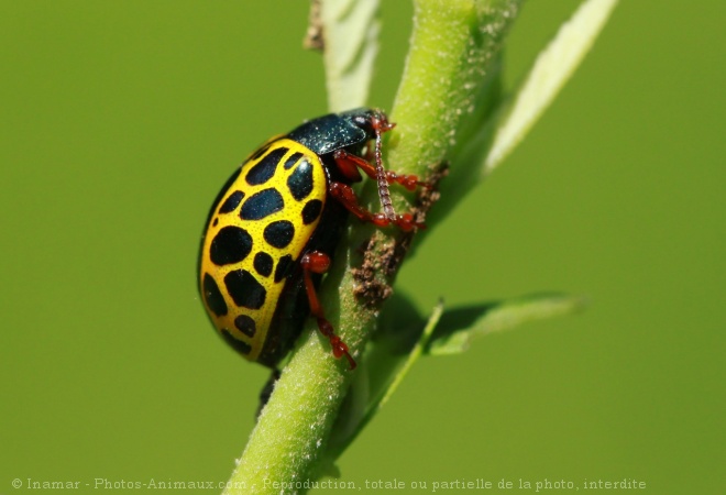 Photo de Coccinelle