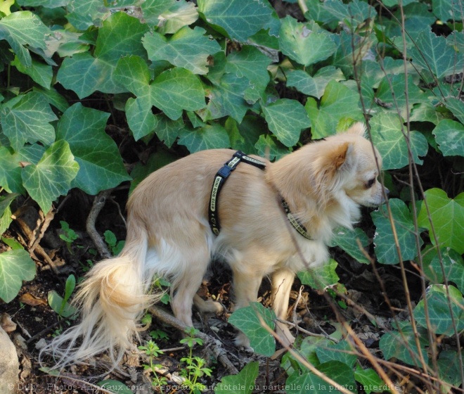 Photo de Chihuahua  poil long