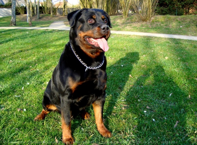 Photo de Rottweiler