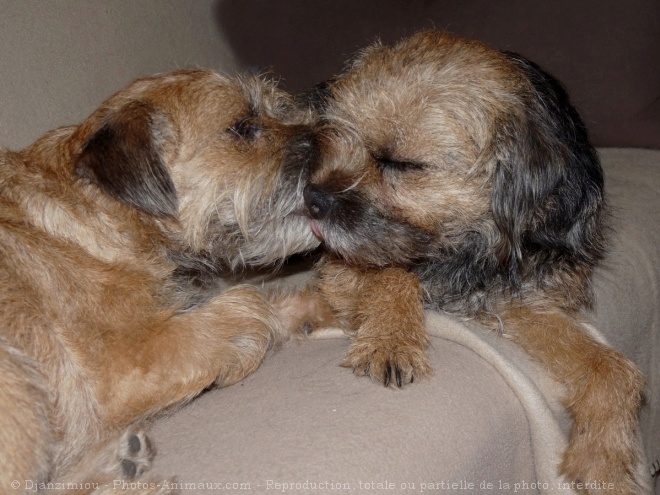 Photo de Border terrier