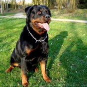 Photo de Rottweiler