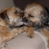 Photo de Border terrier