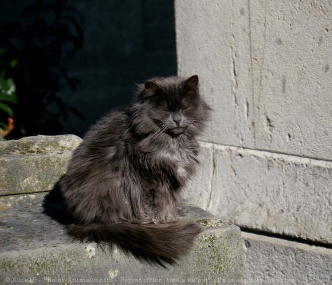 Photo de Chat domestique