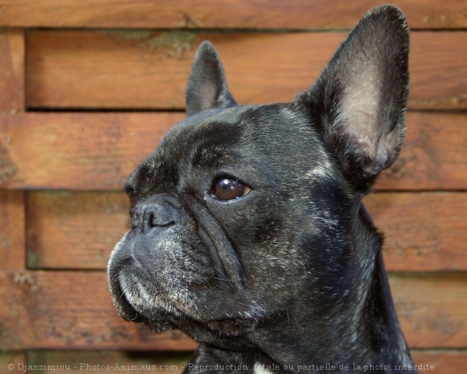 Photo de Bouledogue franais