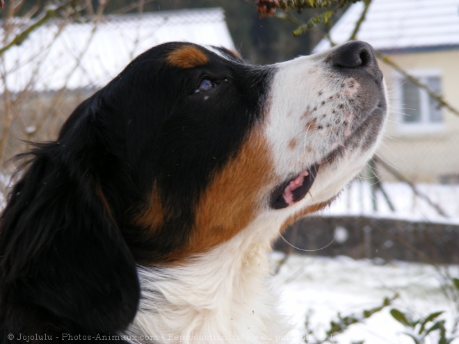 Photo de Bouvier bernois