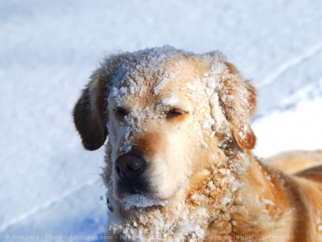 Photo de Golden retriever