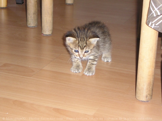 Photo d'European shorthair