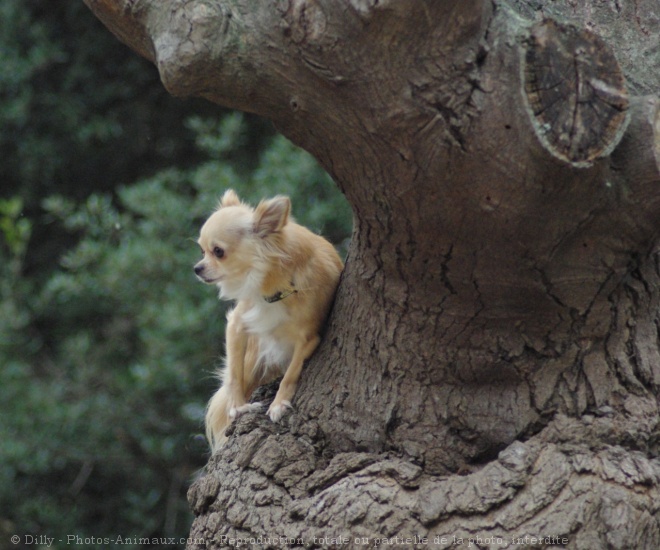 Photo de Chihuahua  poil long