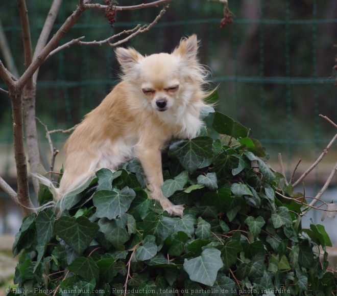 Photo de Chihuahua  poil long