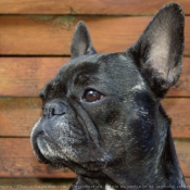 Photo de Bouledogue franais