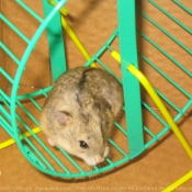 Photo de Hamster