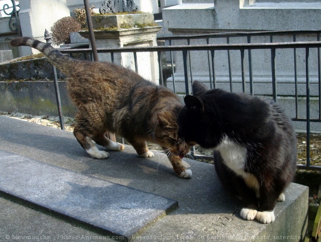 Photo de Chat domestique