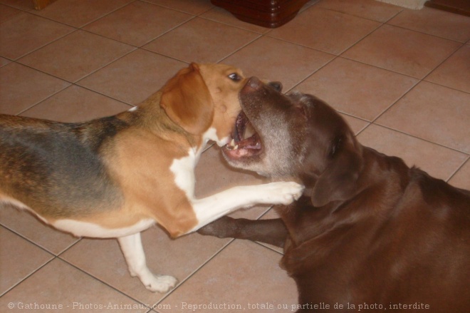 Photo de Labrador retriever