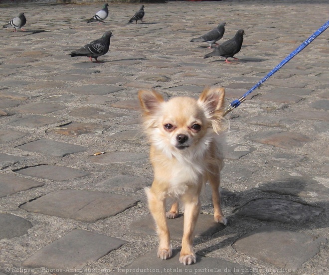 Photo de Chihuahua  poil court