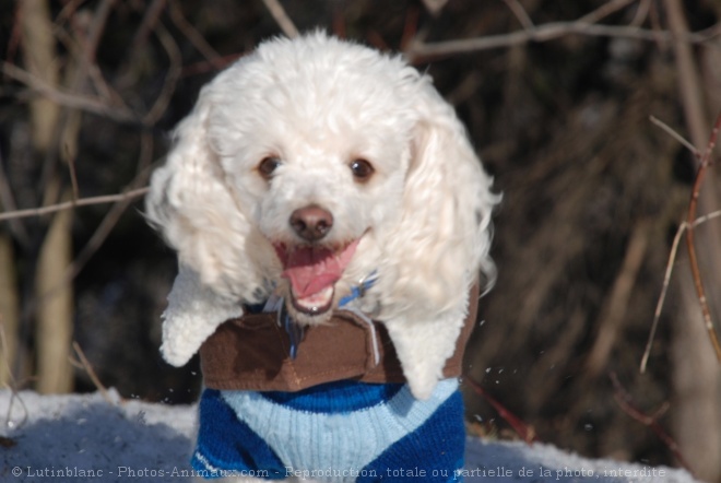 Photo de Caniche moyen