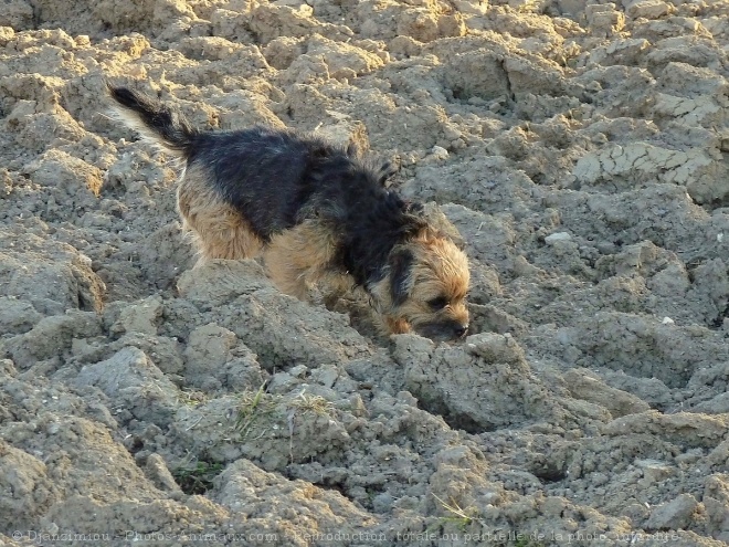 Photo de Border terrier