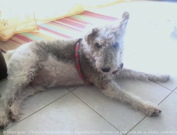 Photo de Fox terrier  poil dur