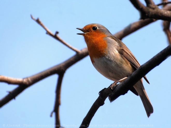 Photo de Rouge gorge