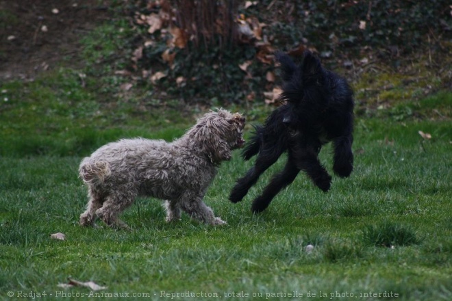 Photo de Races diffrentes