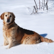 Photo de Golden retriever