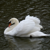 Photo de Cygne