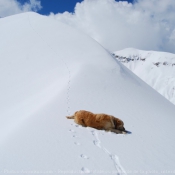 Photo de Golden retriever