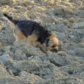 Photo de Border terrier