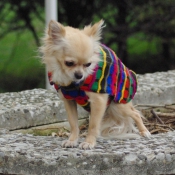 Photo de Chihuahua  poil long