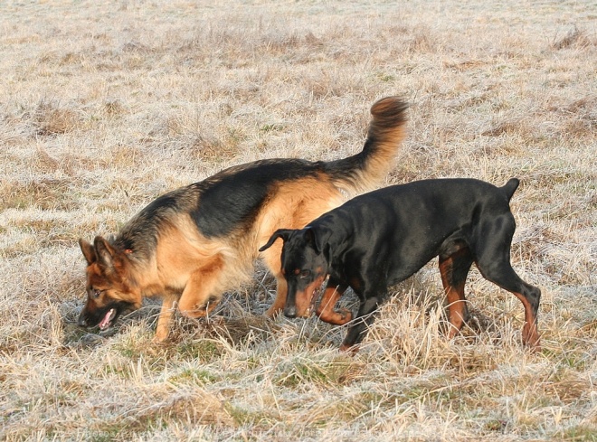 Photo de Dobermann