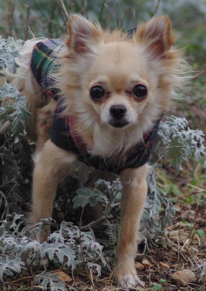 Photo de Chihuahua  poil long