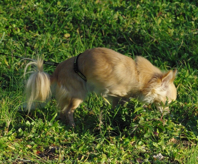 Photo de Chihuahua  poil long