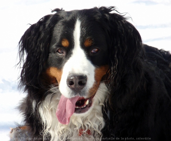 Photo de Bouvier bernois