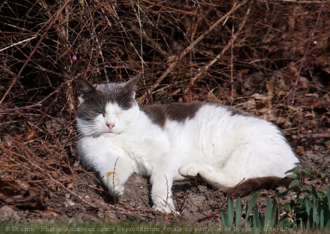 Photo de Chat domestique