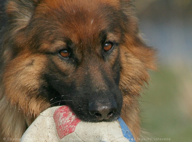 Photo de Berger allemand  poil court