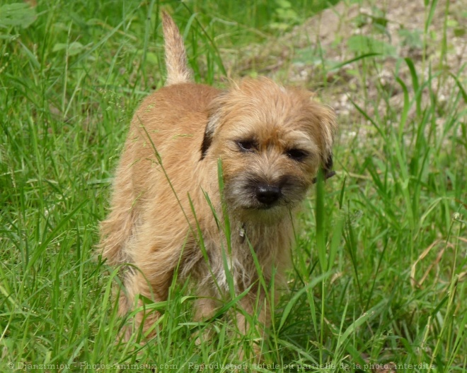 Photo de Border terrier