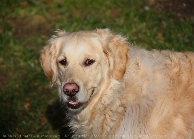 Photo de Golden retriever