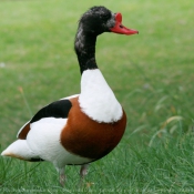 Photo de Canard tadorne de belon