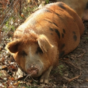 Photo de Cochon