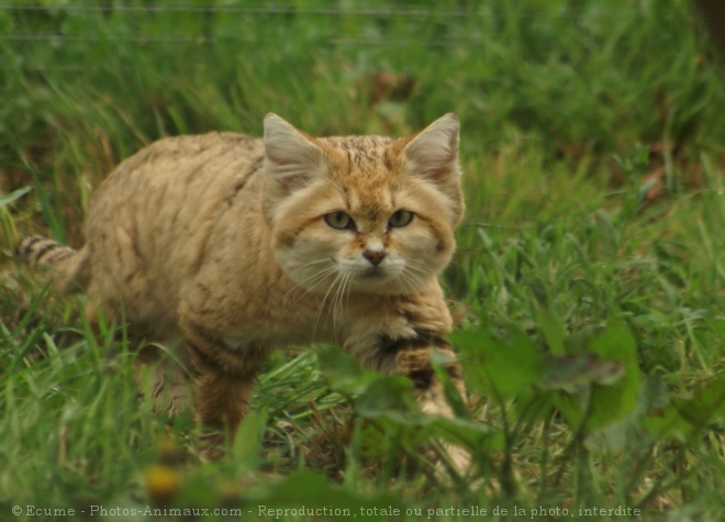 Photo de Chat des sables