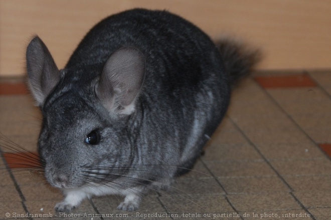 Photo de Chinchilla