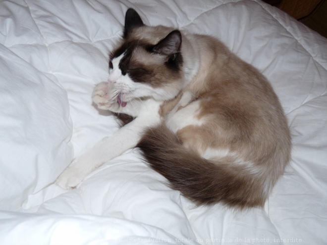 Photo de Ragdoll